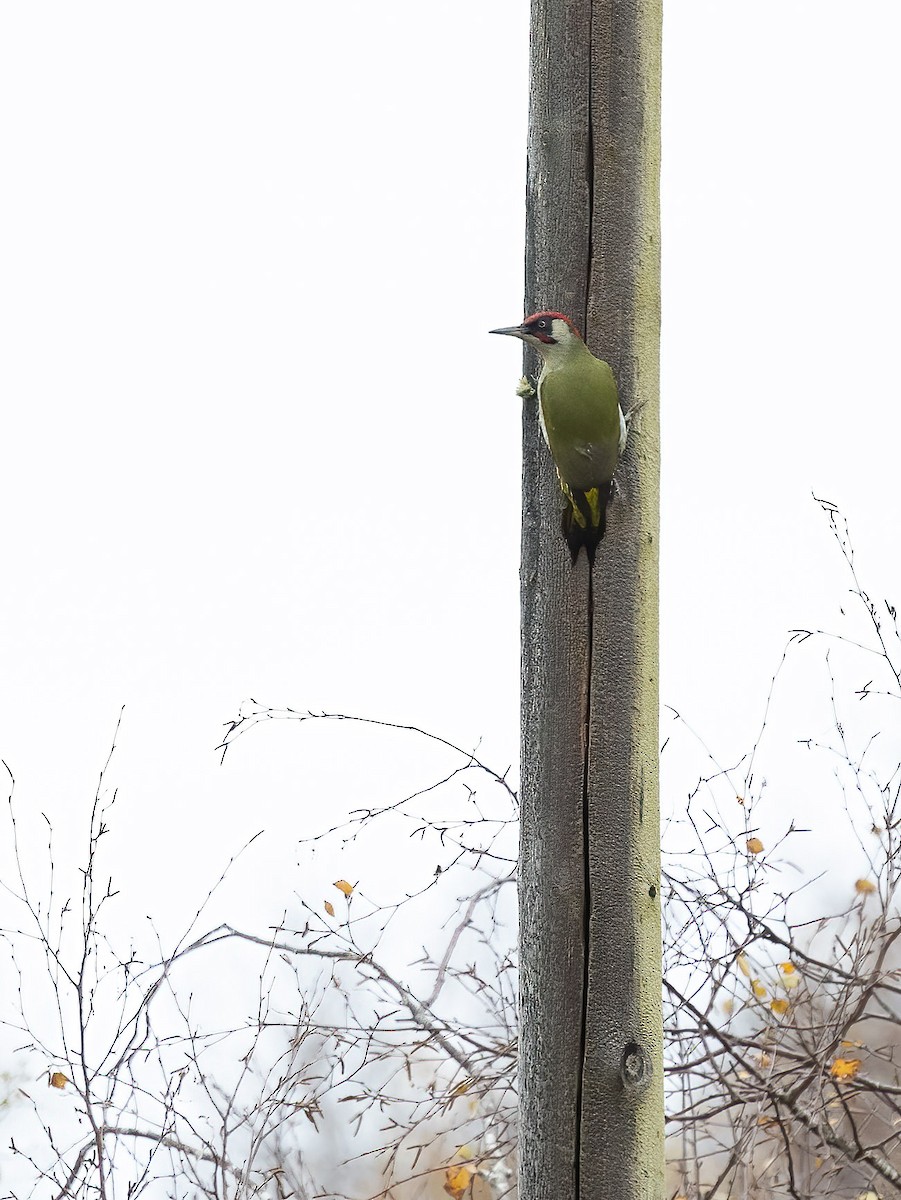 Eurasian Green Woodpecker - ML609795408