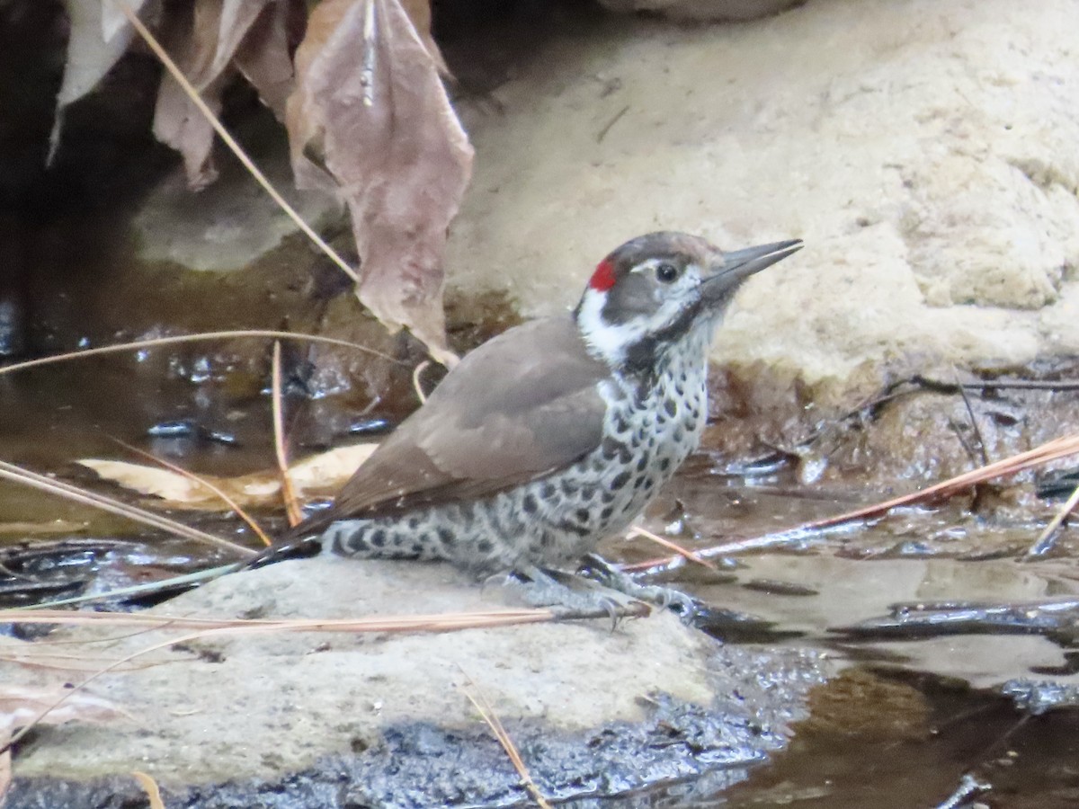 Arizona Woodpecker - Carol Comeau