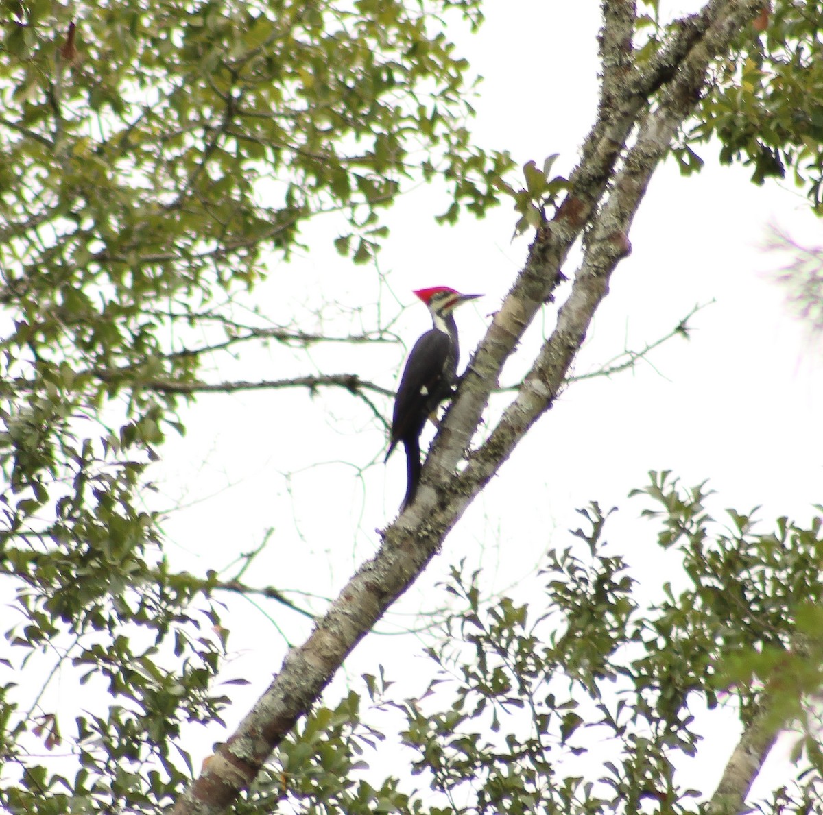 Pileated Woodpecker - ML609795817