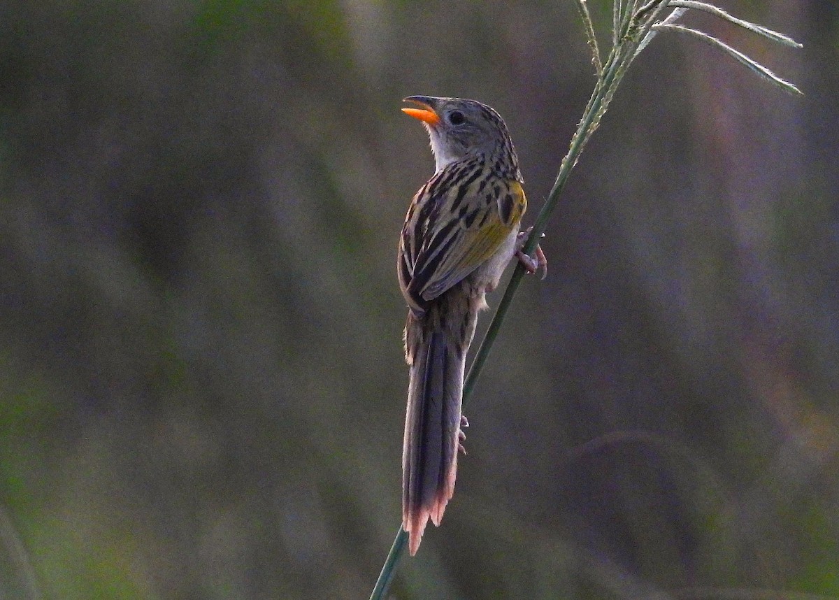 Wedge-tailed Grass-Finch - ML609795884