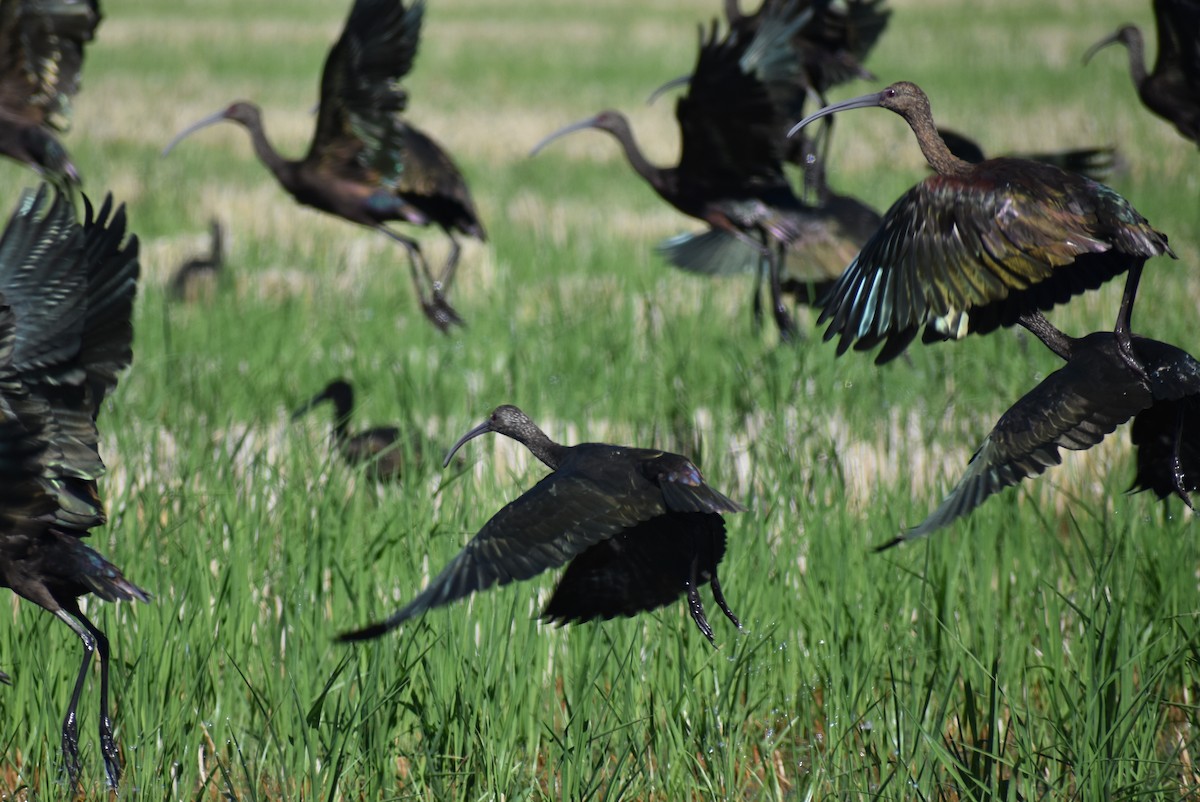 ibis americký - ML609795927