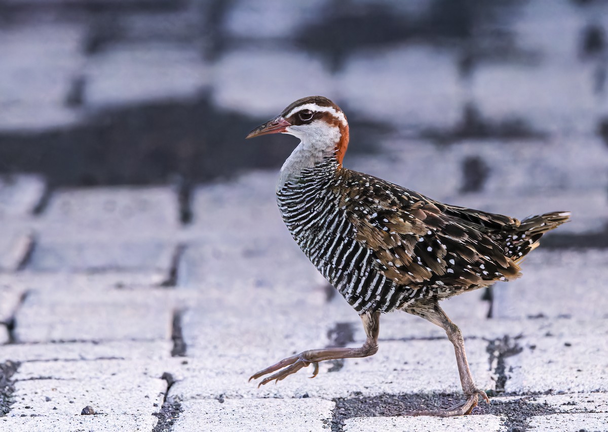 Buff-banded Rail - ML609795993