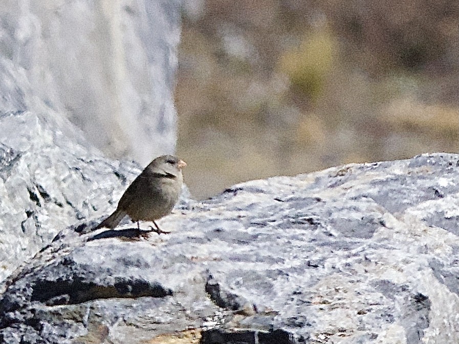 Plain-colored Seedeater - Craig Rasmussen