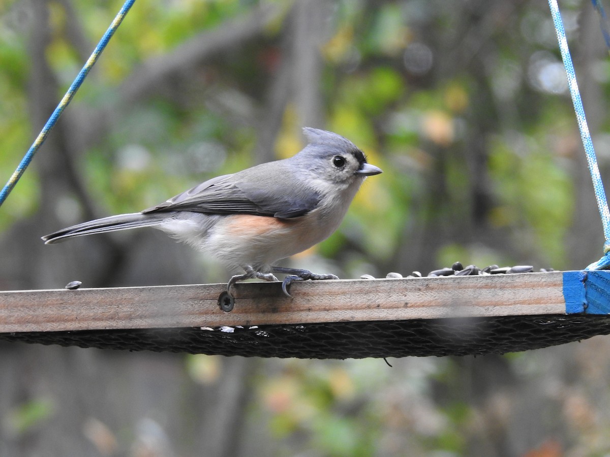 Tufted Titmouse - ML609796013