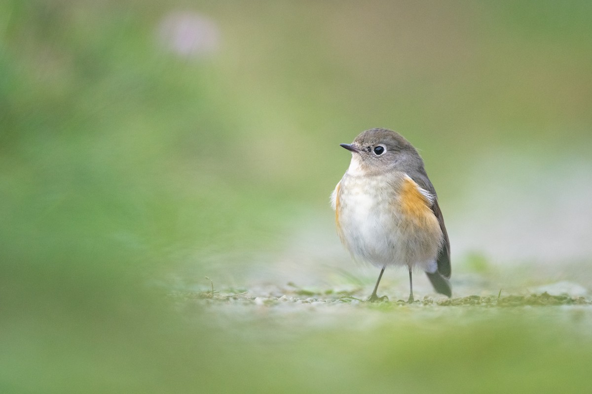 Red-flanked Bluetail - ML609796025