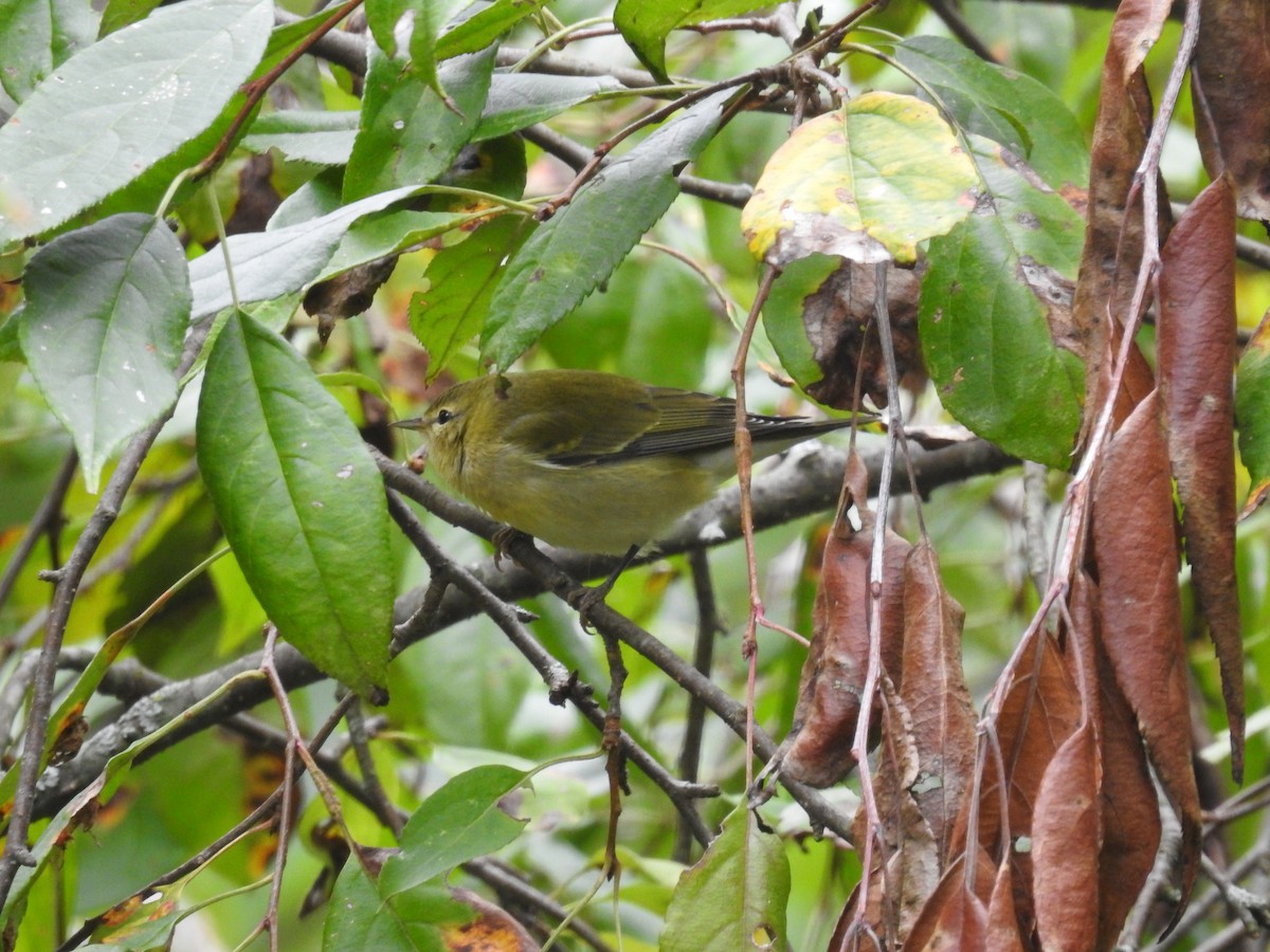 Tennessee Warbler - ML609796026