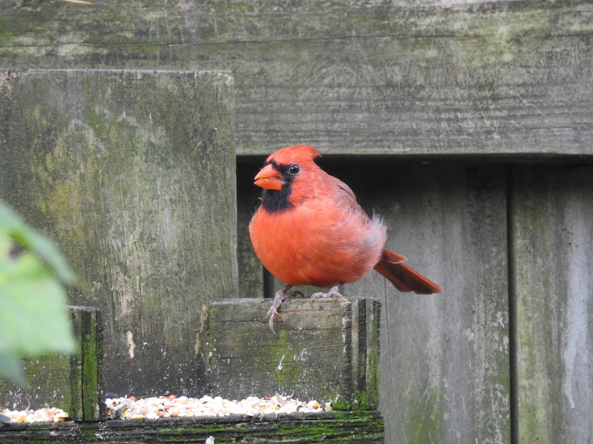 Northern Cardinal - ML609796043