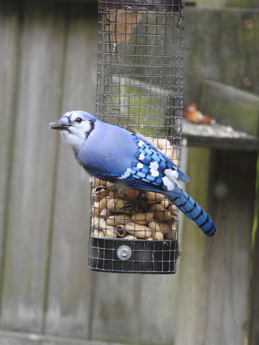 Blue Jay - ML609796060