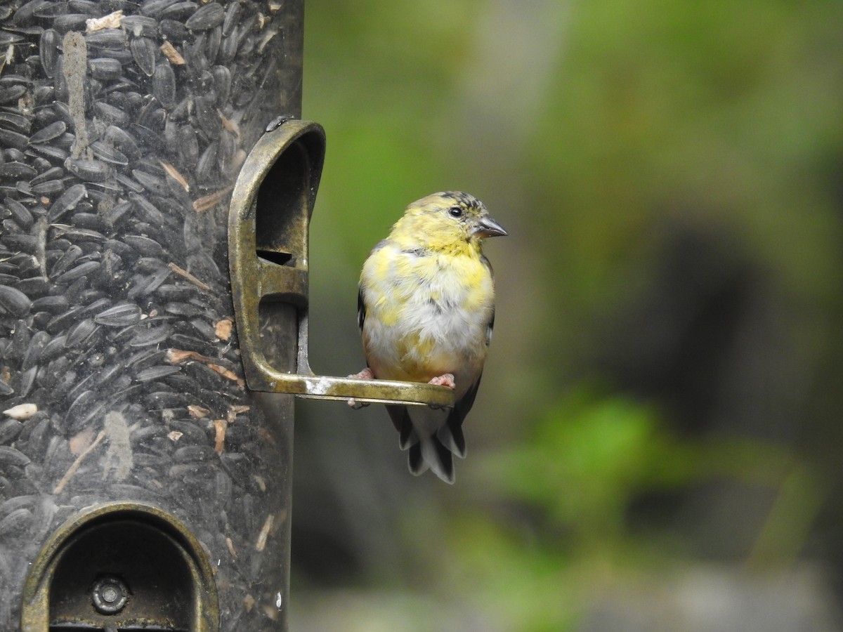 American Goldfinch - ML609796078