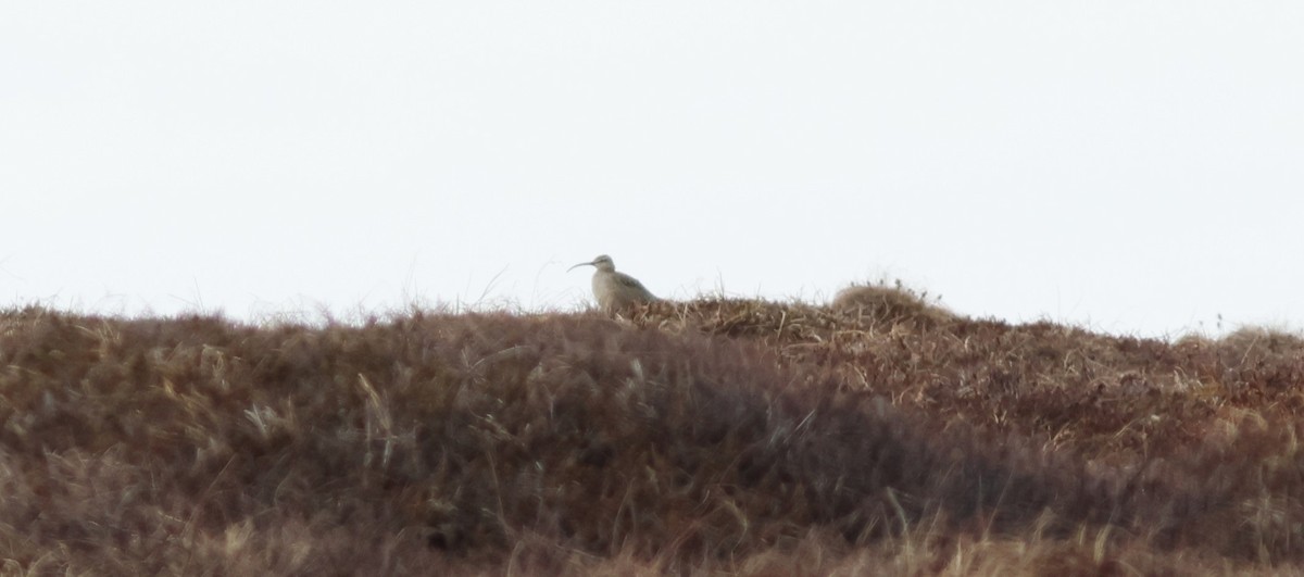 Regenbrachvogel - ML609796089