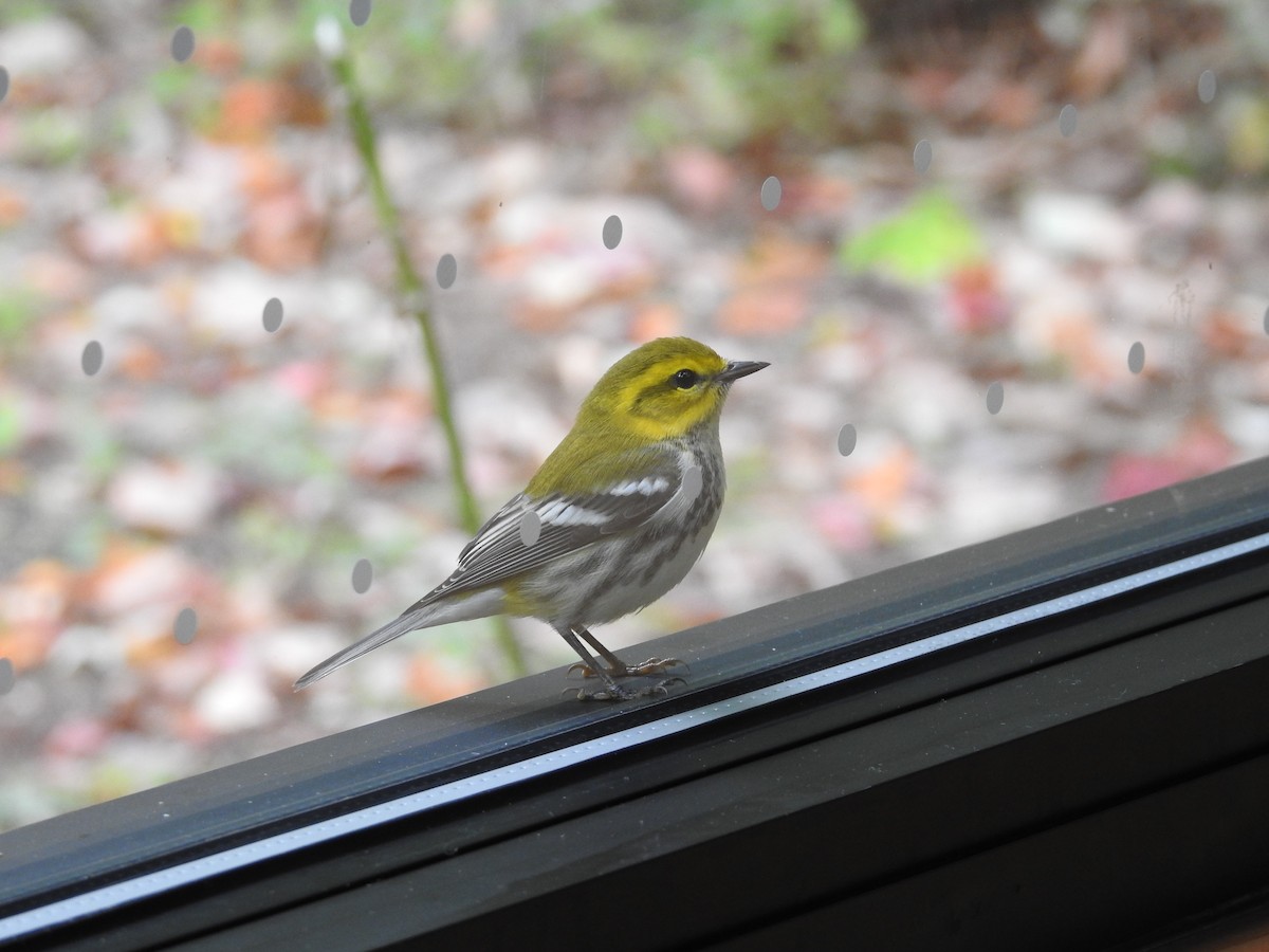 Black-throated Green Warbler - ML609796102