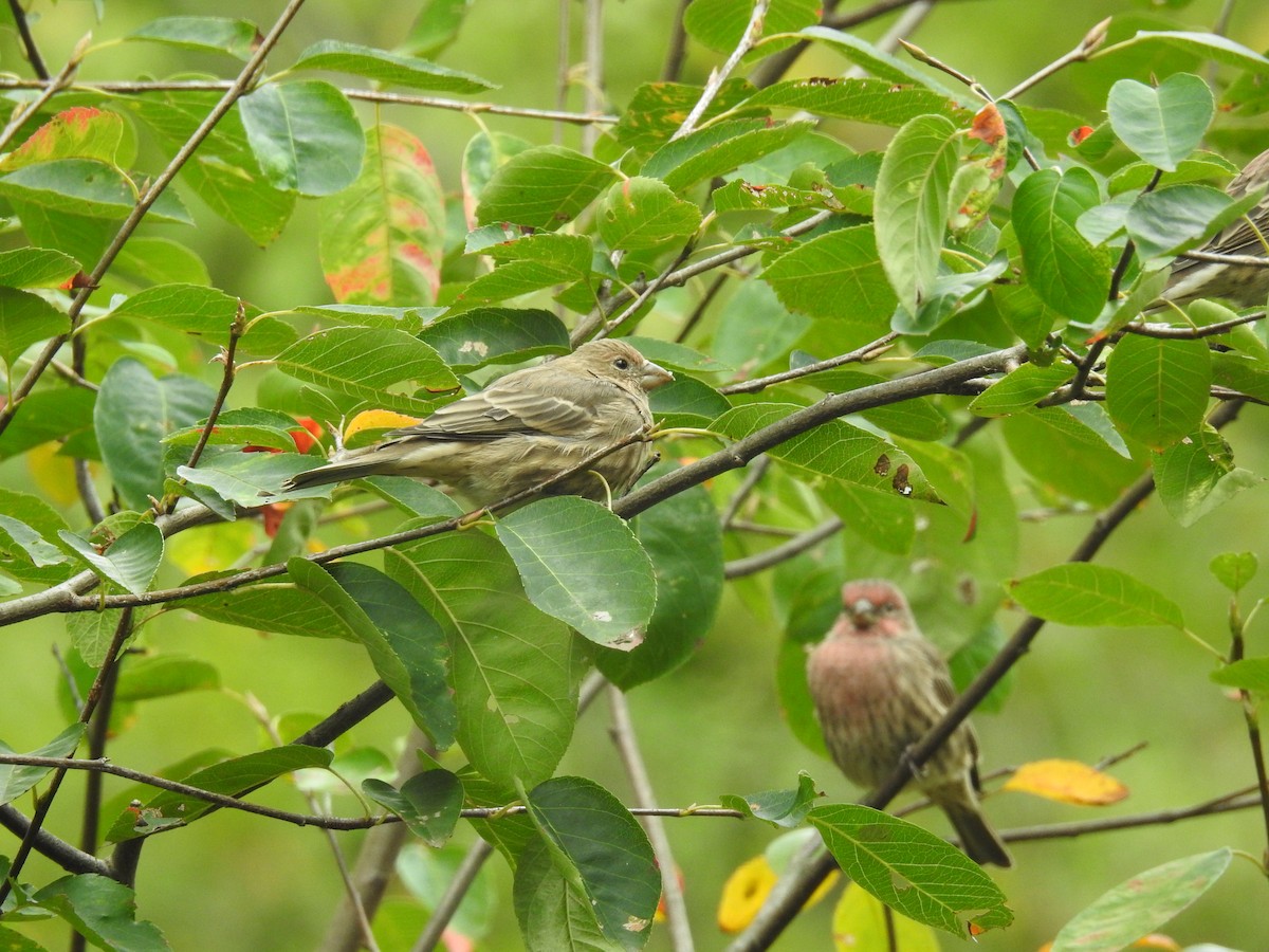 House Finch - ML609796132