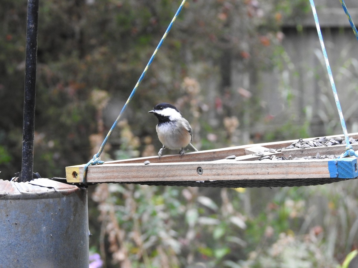 Black-capped Chickadee - ML609796166