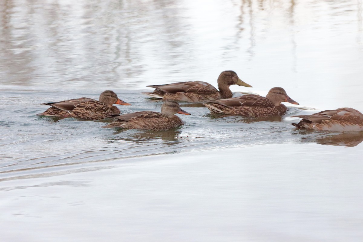 Gadwall - Brandy Johnson