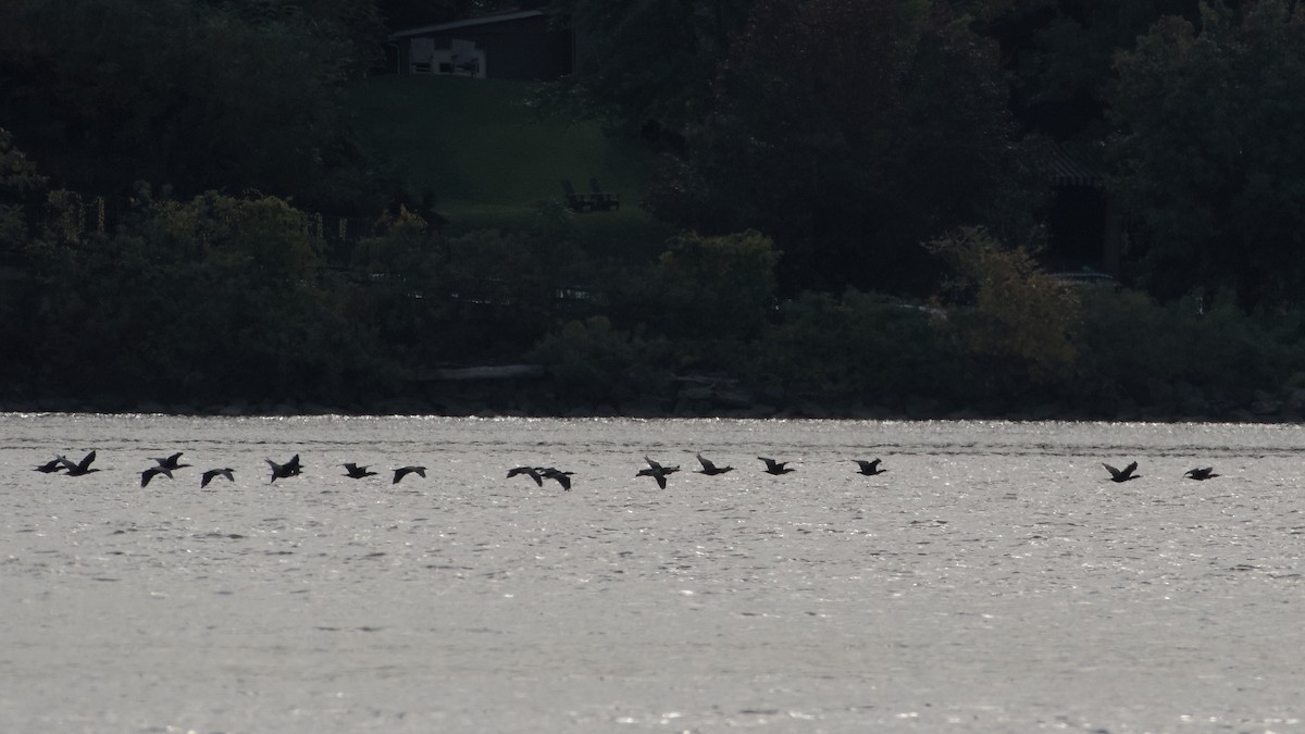 Double-crested Cormorant - Robert Howard