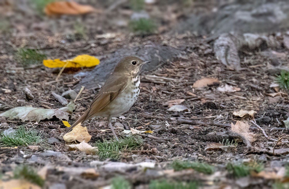 Hermit Thrush - ML609796230