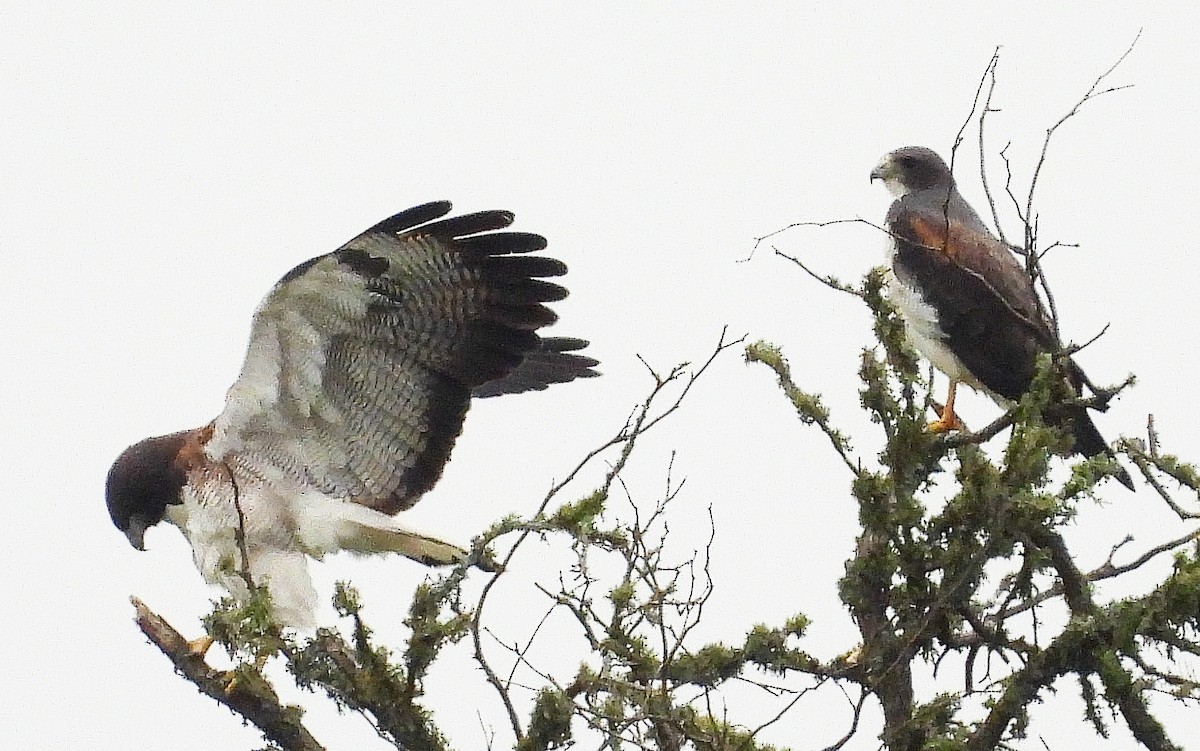 White-tailed Hawk - ML609796280