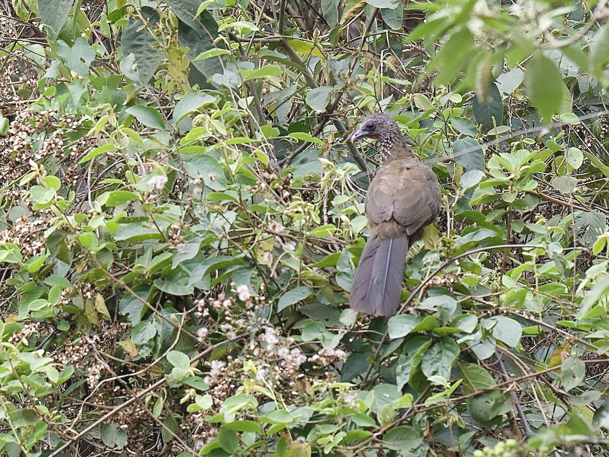 Speckled Chachalaca - ML609796308