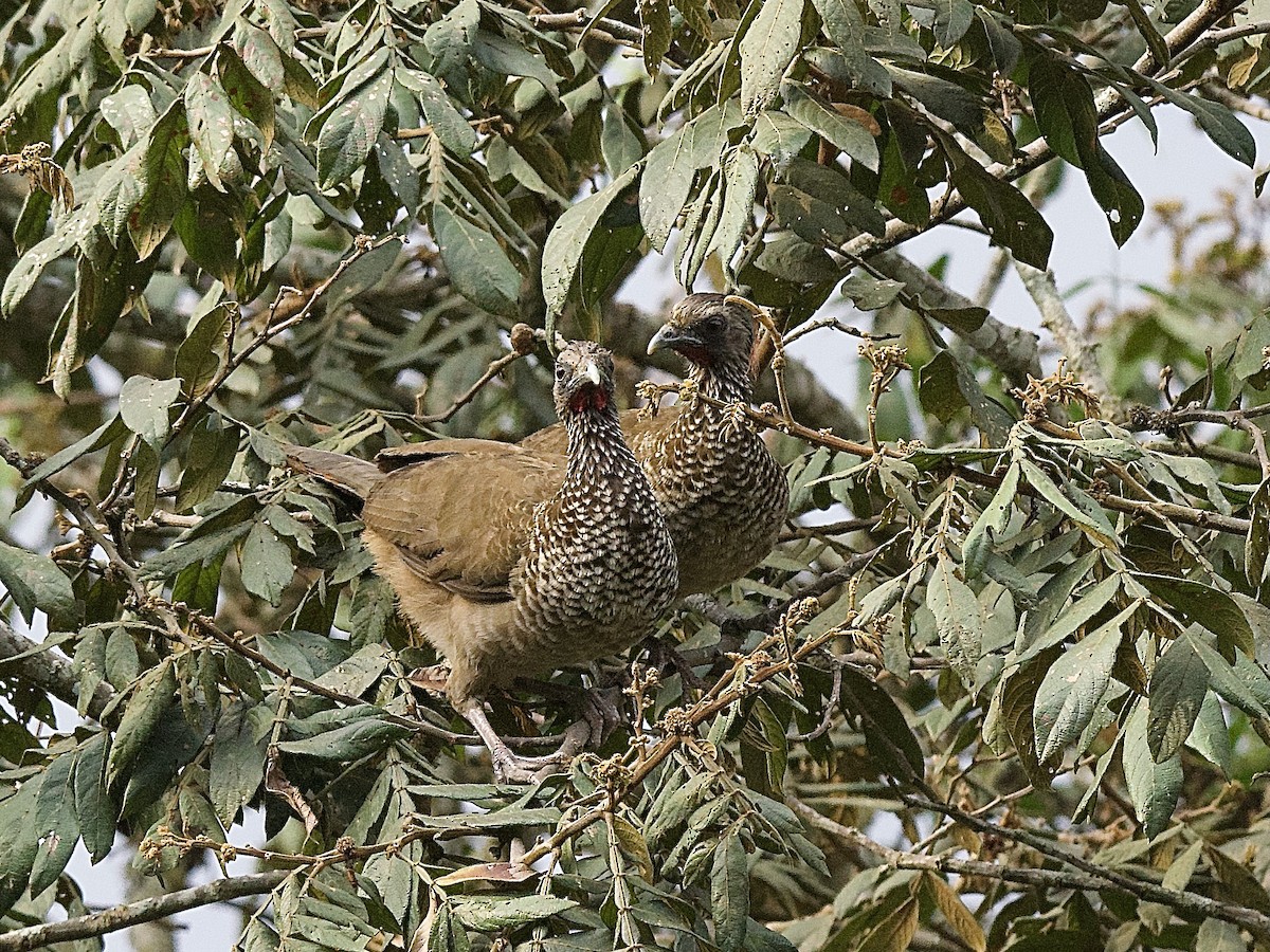 Speckled Chachalaca - ML609796309