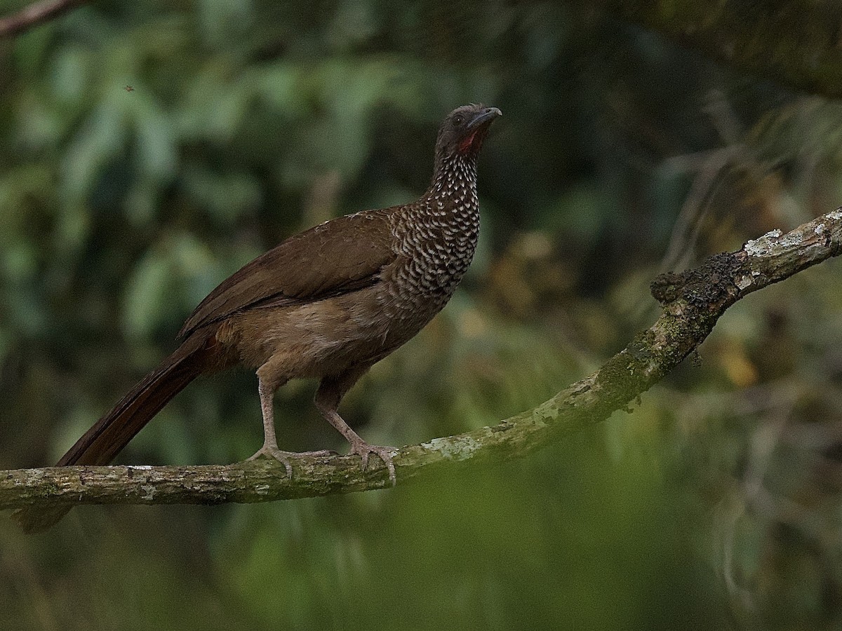 Chachalaca Moteada - ML609796310