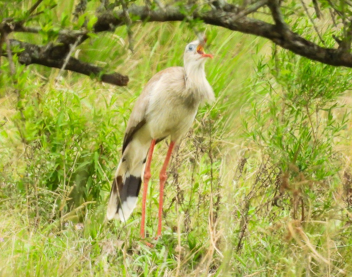 Red-legged Seriema - ML609796335