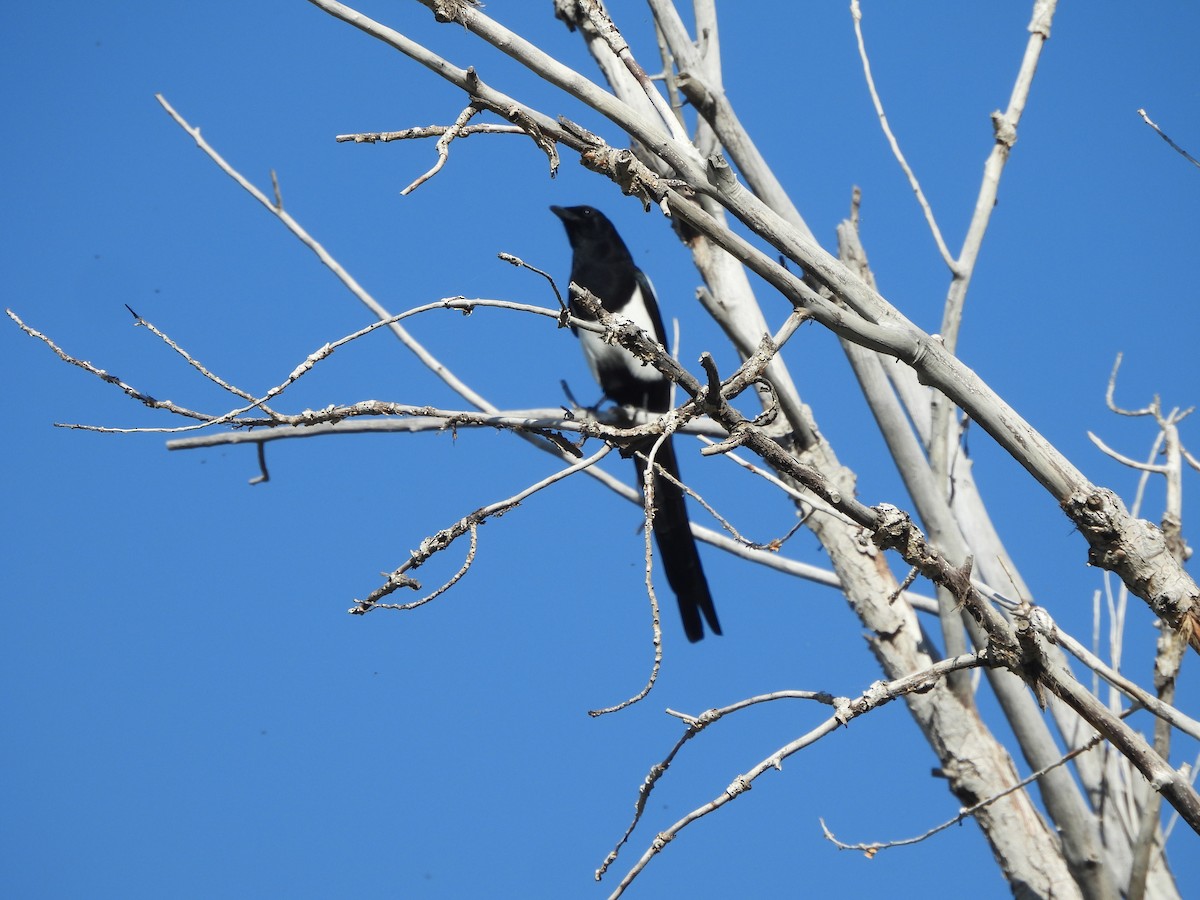 Black-billed Magpie - Tom Wuenschell