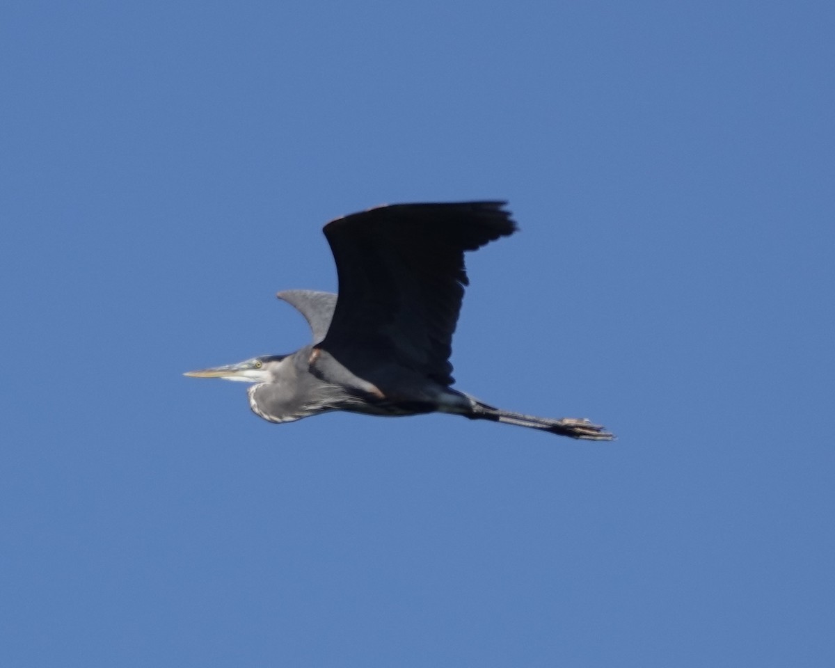Great Blue Heron - ML609796411