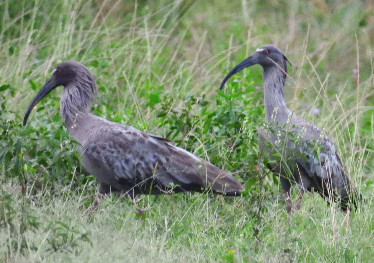 Plumbeous Ibis - ML609796434