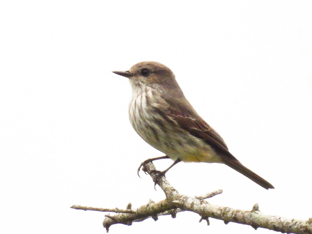 Vermilion Flycatcher - ML609796445