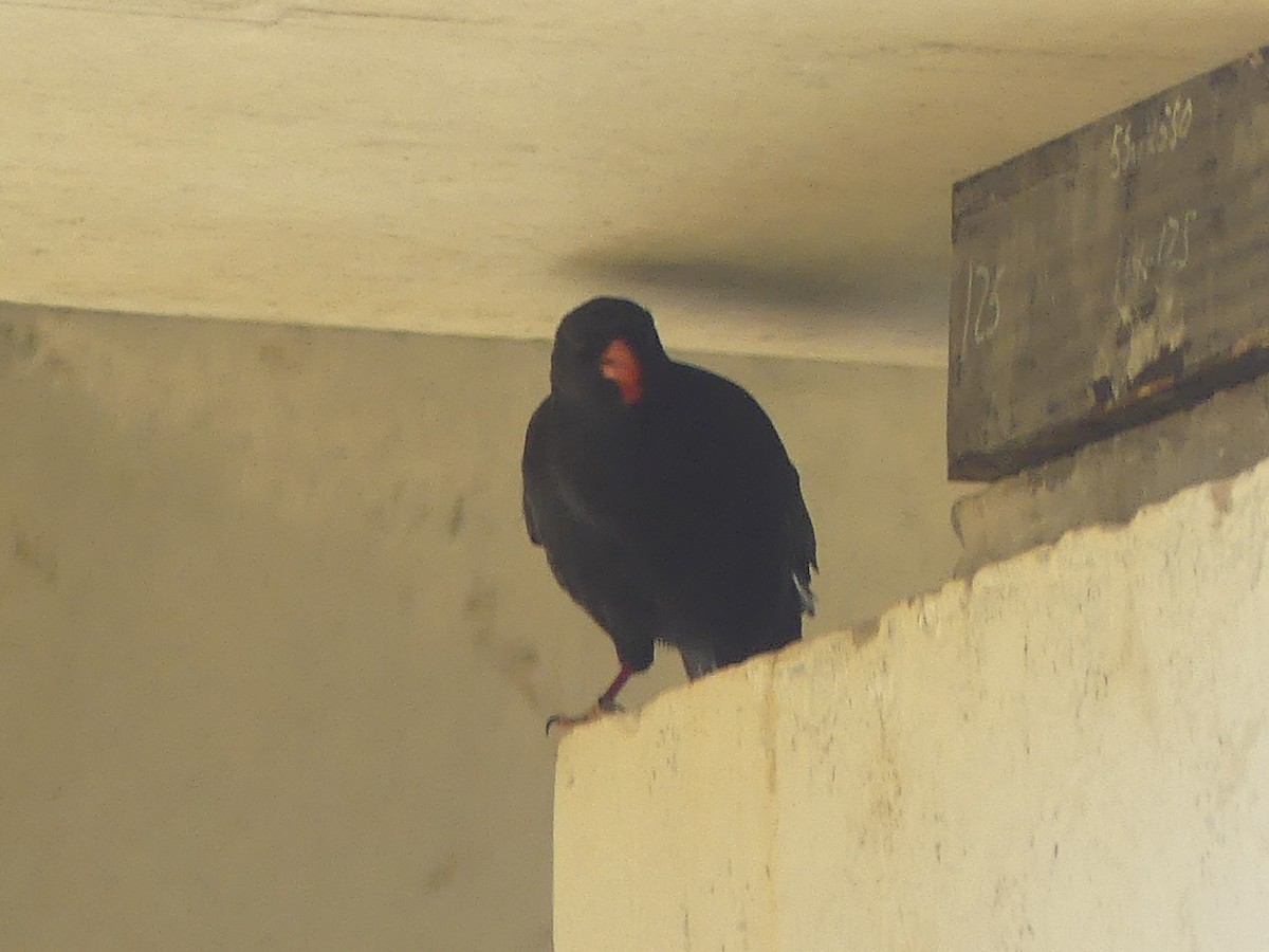 Red-billed Chough - ML609796470