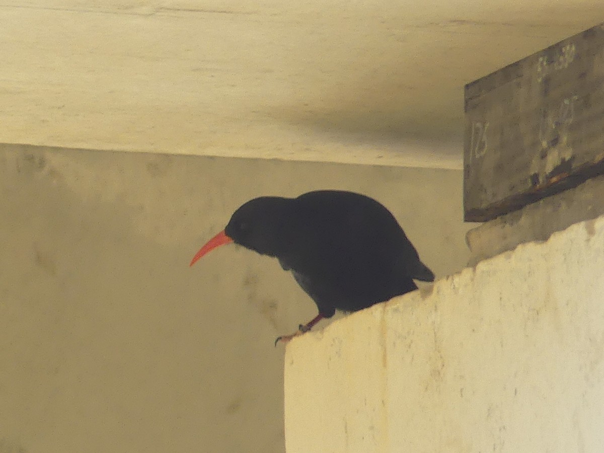 Red-billed Chough - ML609796471