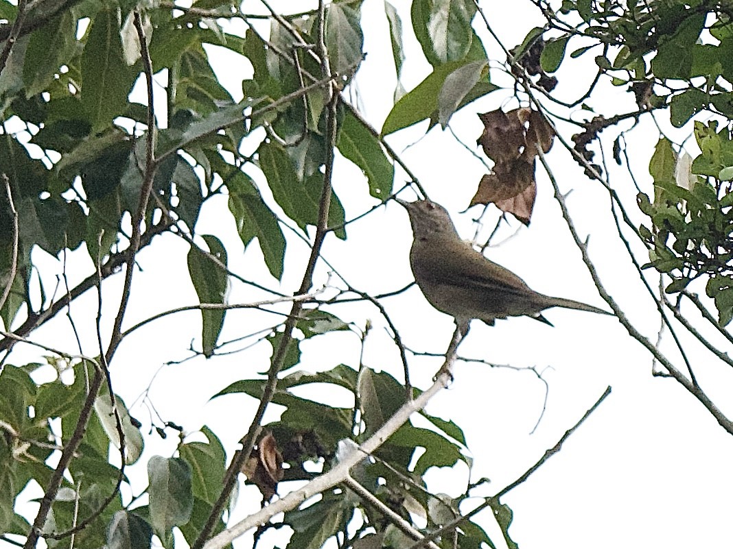 Pale-breasted Thrush - ML609796499