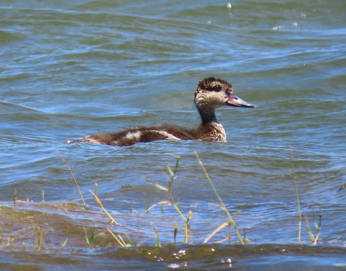 White-cheeked Pintail - ML609796570