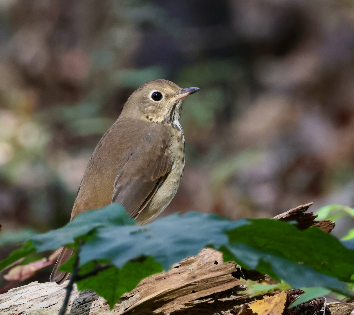 Hermit Thrush - Lee Anne Beausang