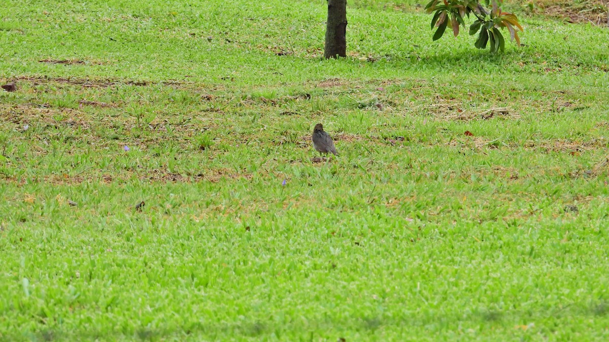 Creamy-bellied Thrush - ML609796605