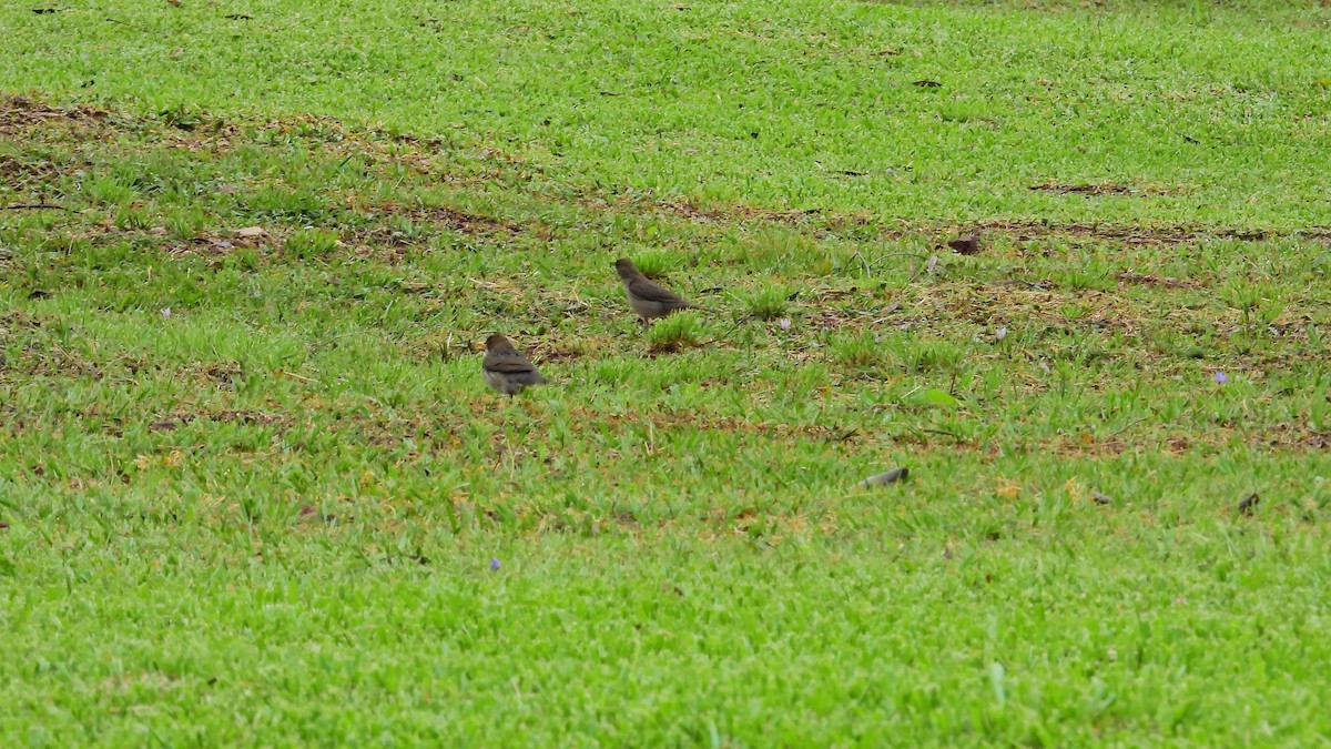 Creamy-bellied Thrush - ML609796606