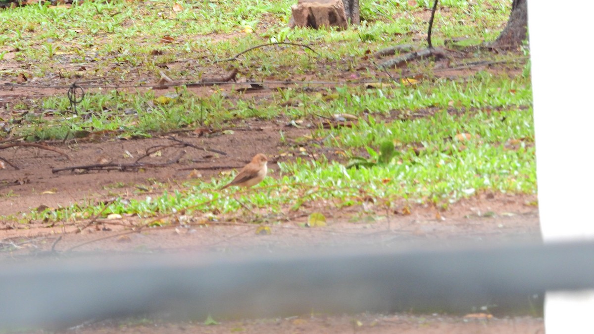 Creamy-bellied Thrush - ML609796607