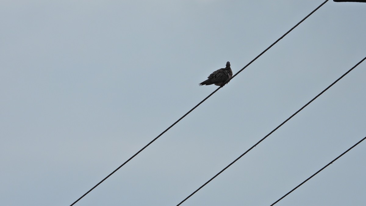 Eared Dove - ML609796609
