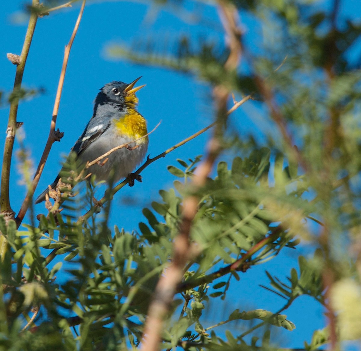 Northern Parula - ML60979661