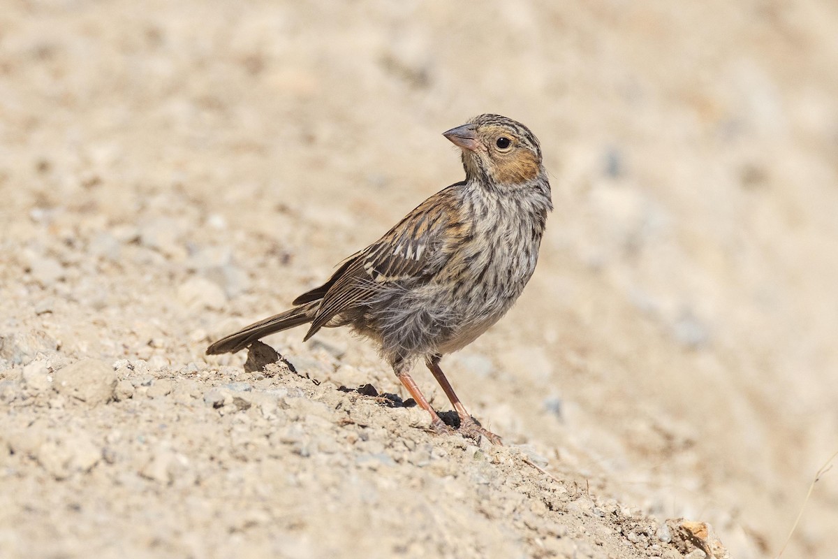 Mourning Sierra Finch - ML609796630