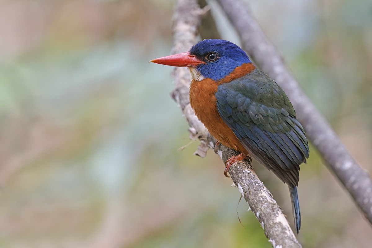 Green-backed Kingfisher - Marco Valentini