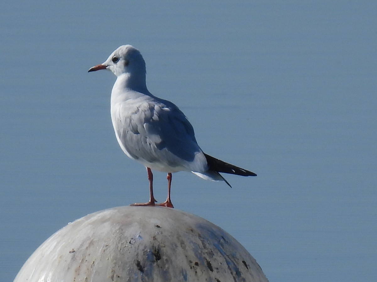 Mouette rieuse - ML609796826