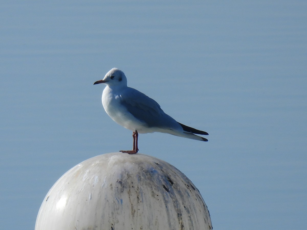 Mouette rieuse - ML609796836