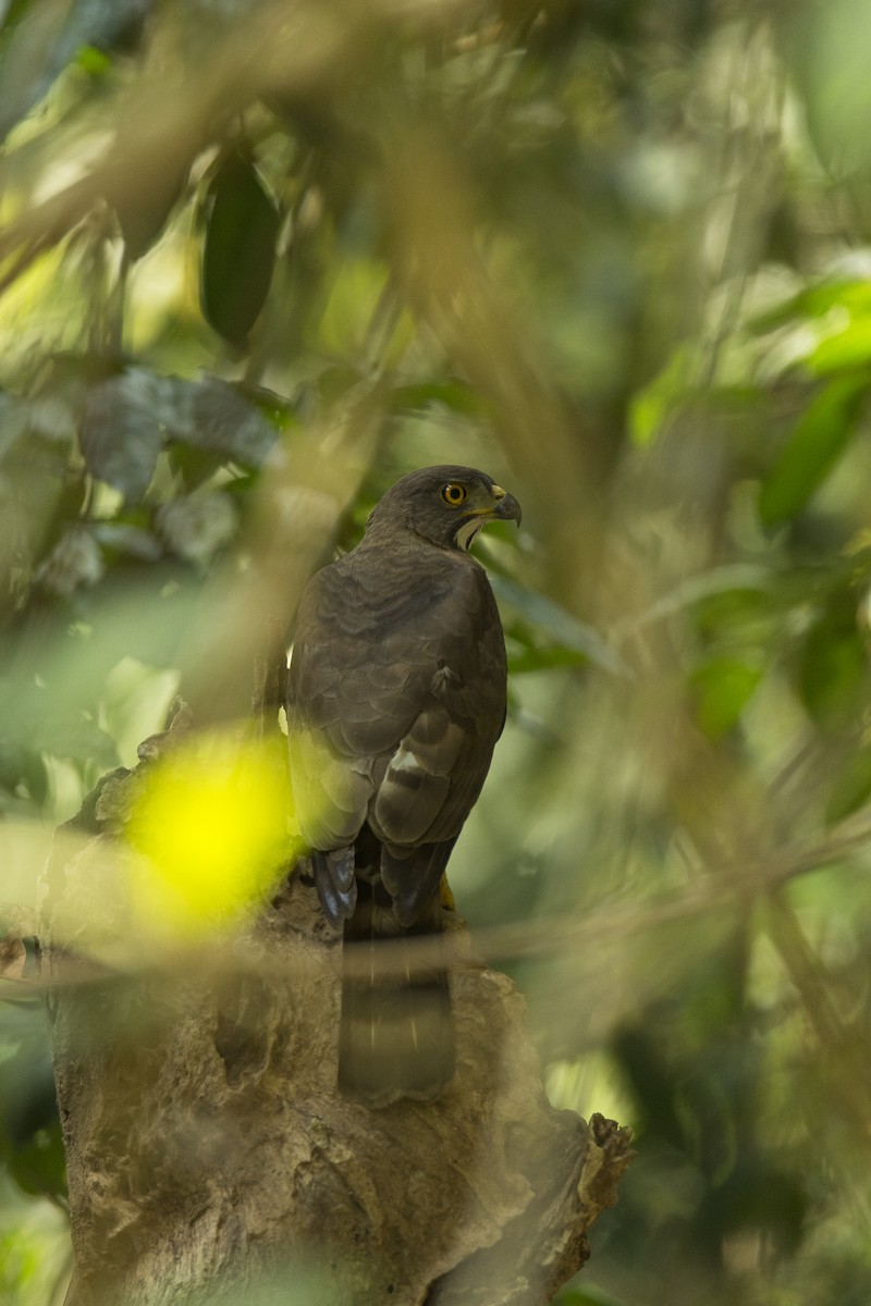 Crested Goshawk - ML609796844