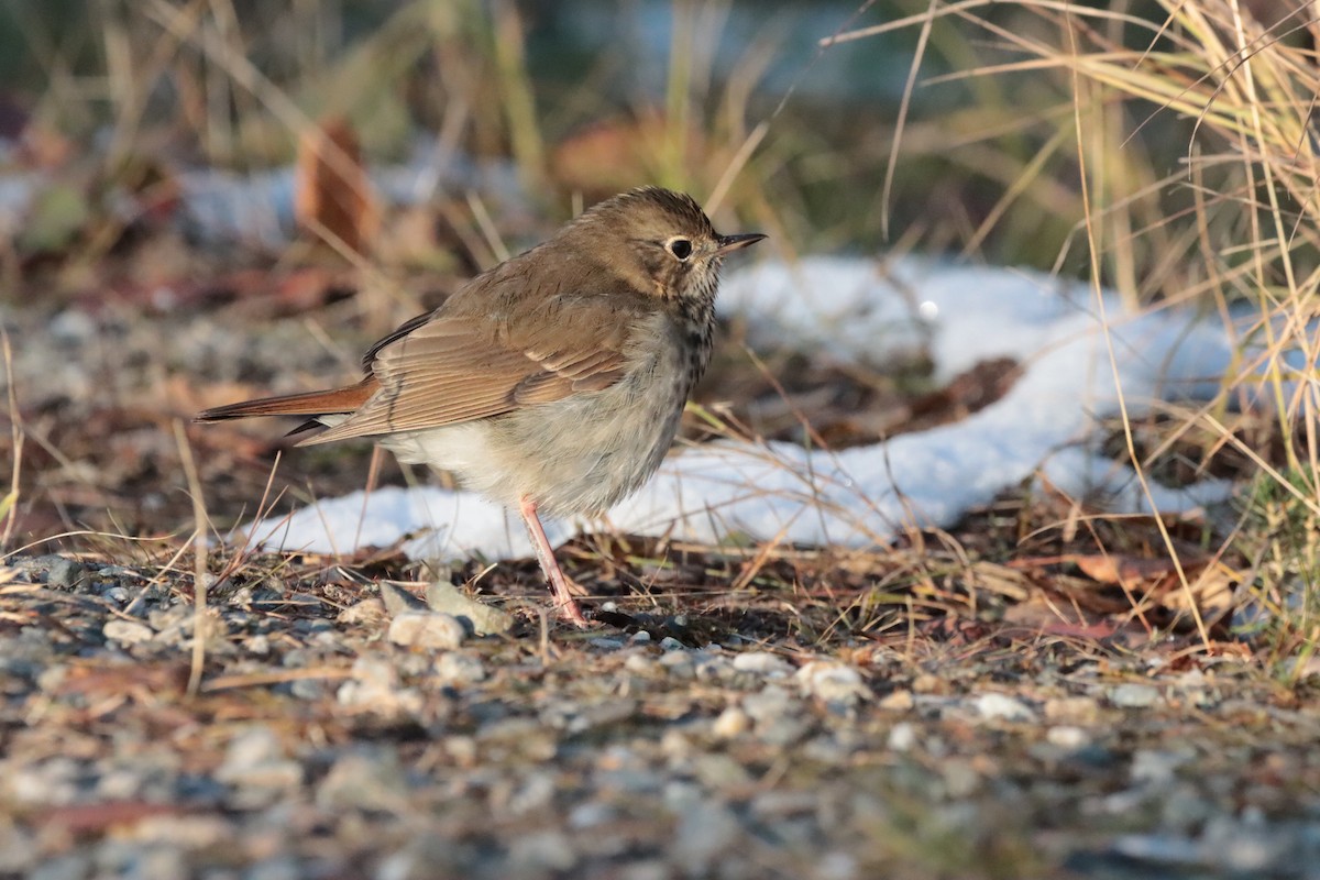 Hermit Thrush - ML609796887