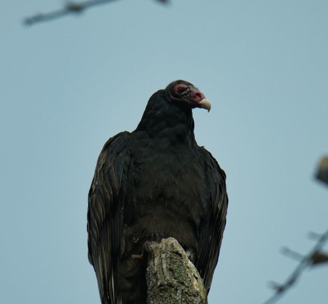 Turkey Vulture - ML609796890