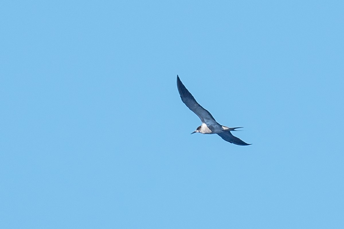 Sooty Tern - Annette McClellan