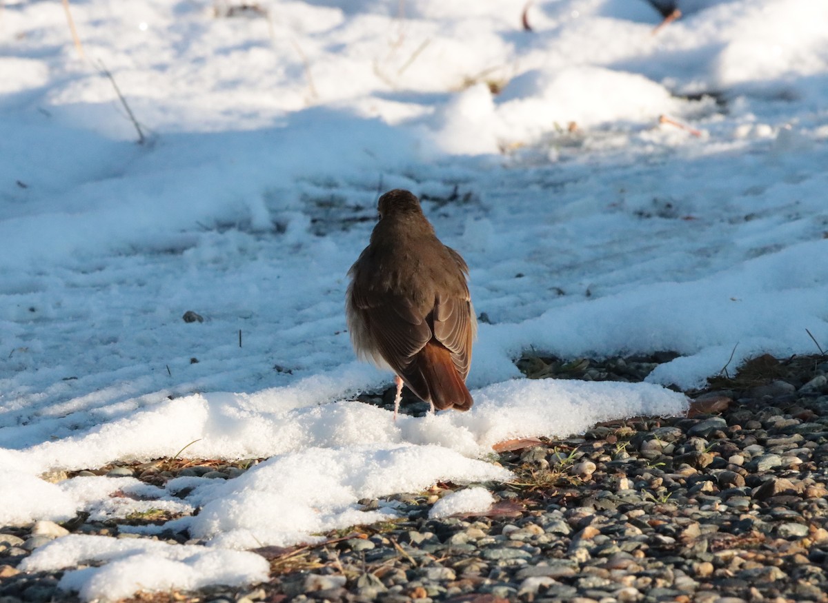 Hermit Thrush - ML609796919