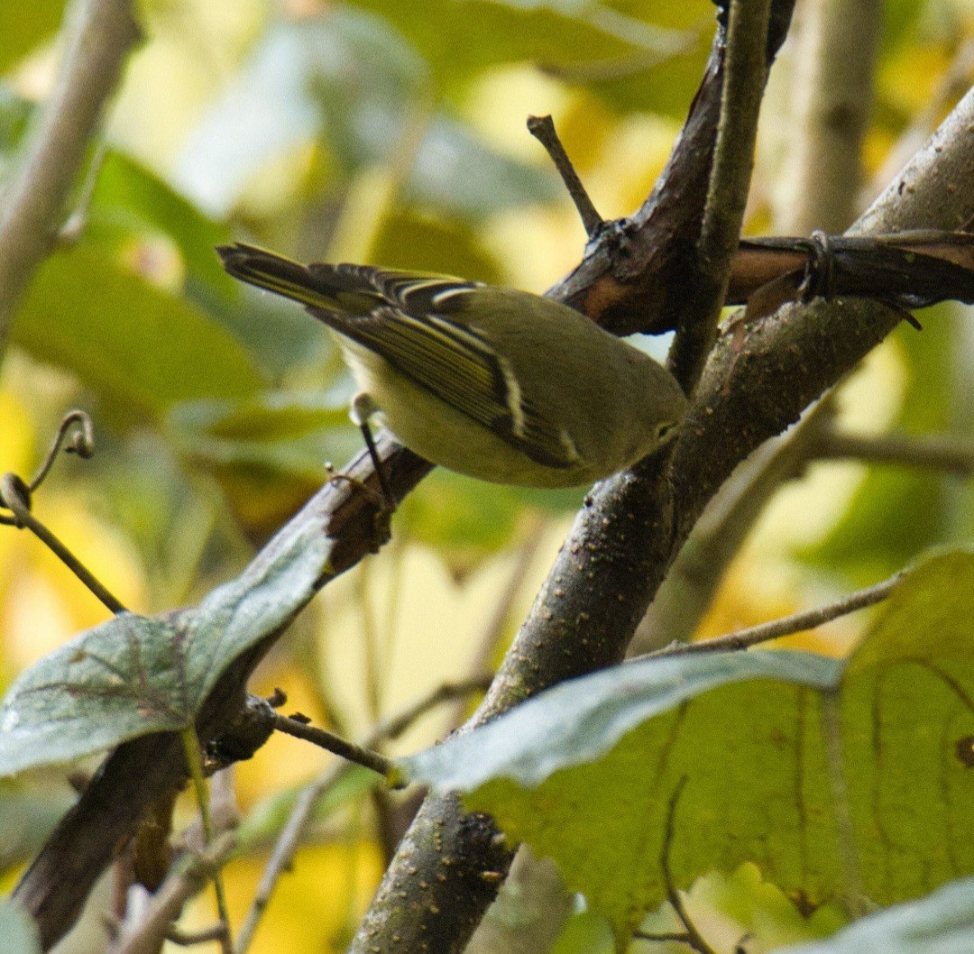 Ruby-crowned Kinglet - ML609797037