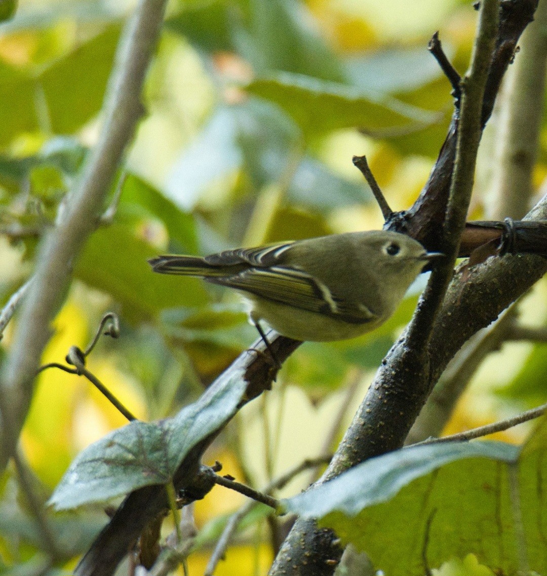 Ruby-crowned Kinglet - ML609797039